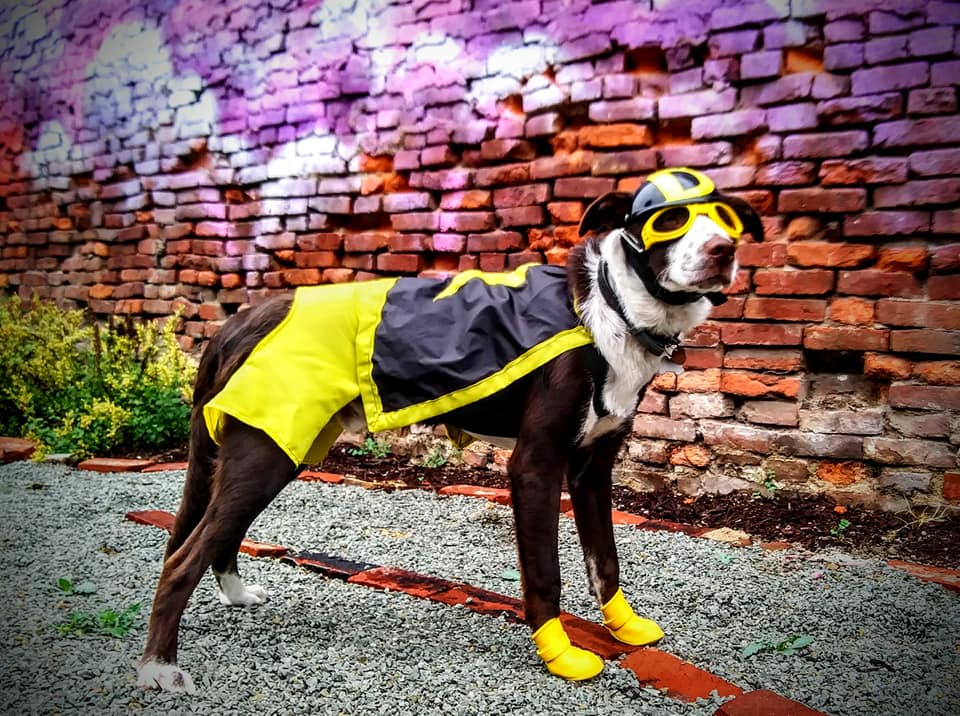 Describe the image here